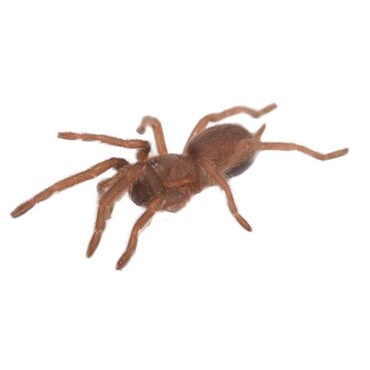 Queensland Barking Tarantula
